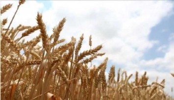 Buğday fiyatları 5 ayın zirvesine çıktı