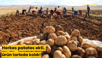 Herkes patates ekti, ürün tarlada kaldı!