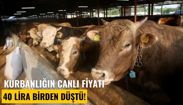 Kurbanlığın canlı fiyatı 40 lira birden düştü!