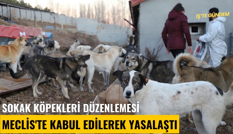 Sokak köpekleri düzenlemesi Meclis'te kabul edilerek yasalaştı