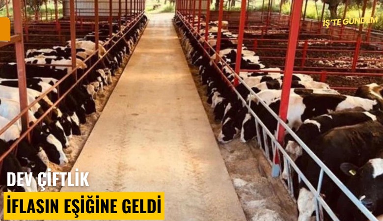 Dev çiftlik iflasın eşiğine geldi