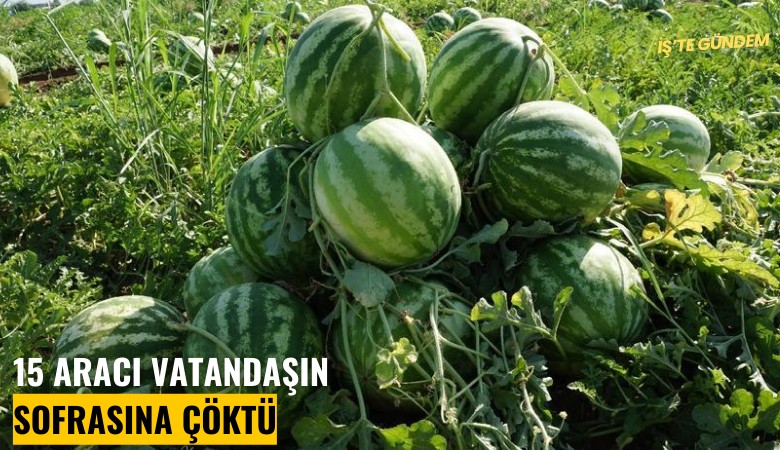 Hal lobisi kazandı; 15 aracı vatandaşın sofrasına çöktü