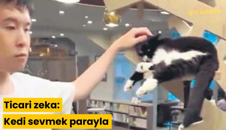 Ticari zeka: Kedi sevmek parayla